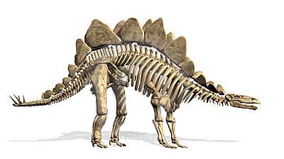Stegosaurus Dinosauro MDF non associate Artigianato Vuoto Forma da 100mm 